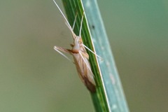 Phytocoris flammula