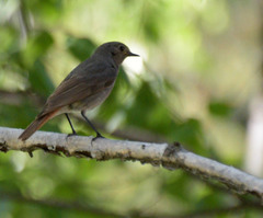 Phoenicurus ochruros