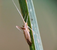 Phytocoris flammula