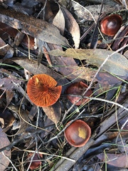 Cortinarius persplendidus