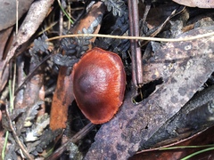 Cortinarius persplendidus