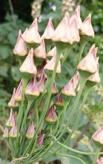 Allium siculum