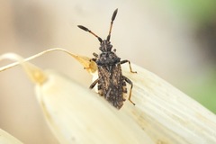 Strobilotoma typhaecornis