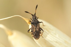 Strobilotoma typhaecornis