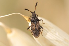 Strobilotoma typhaecornis