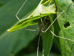 Rilaena triangularis