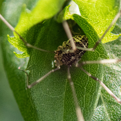 Rilaena triangularis