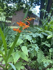 Crocosmia aurea