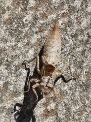 Ophiogomphus rupinsulensis