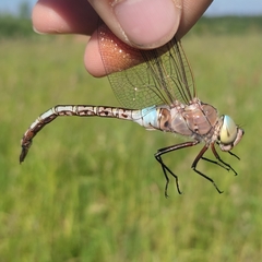 Anax parthenope