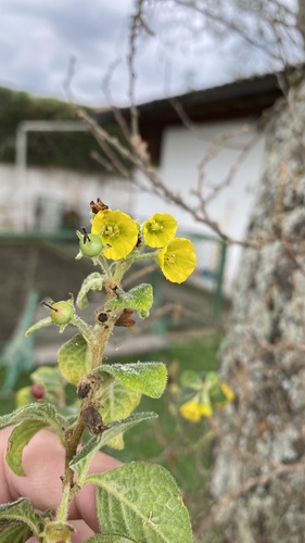 Capsicum rhomboideum (Capsicum rhomboideum)