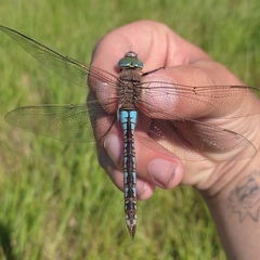 Anax parthenope