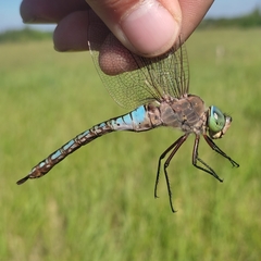Anax parthenope