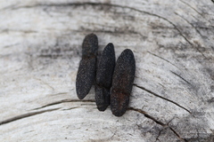 Lacon punctatus