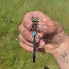 Anax parthenope