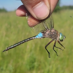 Anax parthenope