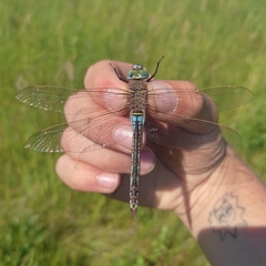 Anax parthenope