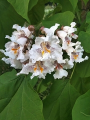 Catalpa speciosa