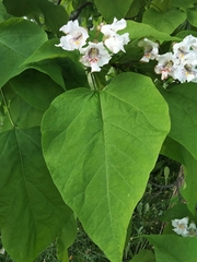Catalpa speciosa