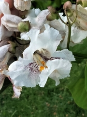 Catalpa speciosa