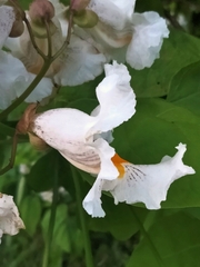 Catalpa speciosa
