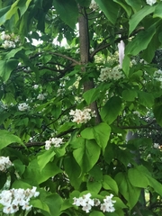 Catalpa speciosa
