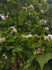 Catalpa speciosa