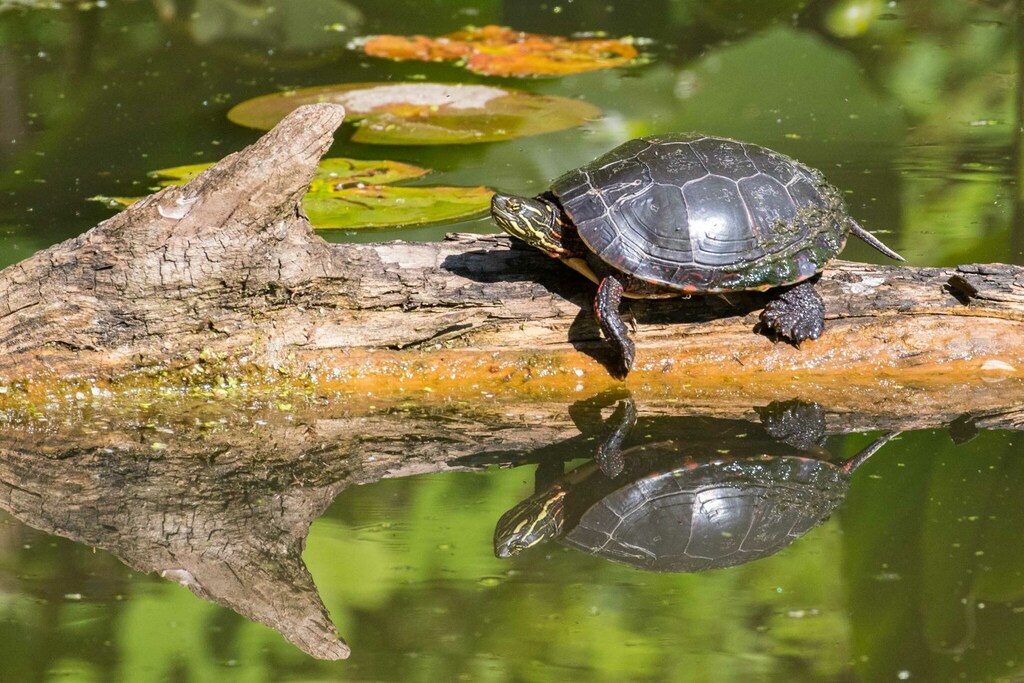 Painted Turtle from Beaver Marsh, Cuyahoga Falls, OH 44264, USA on May ...