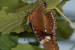 Hypolimnas bolina nerina