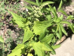 Chenopodiastrum simplex