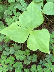 Trillium ovatum