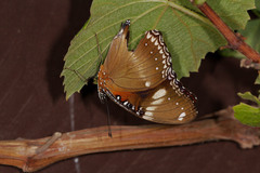 Hypolimnas bolina nerina