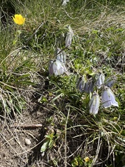 Campanula alpina