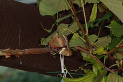 Hypolimnas bolina nerina