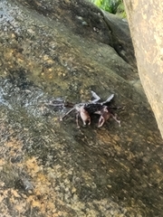 Pachygrapsus marmoratus