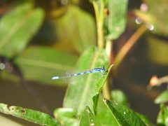 Coenagrion scitulum