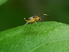 Cricotopus sylvestris