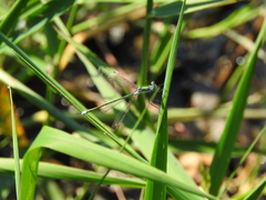 Lestes dryas