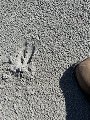 Odocoileus hemionus sitkensis