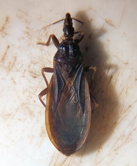 Triatoma protracta