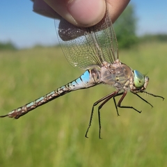 Anax parthenope