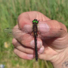 Cordulia aenea aenea