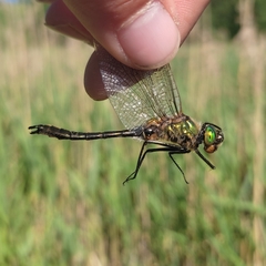 Cordulia aenea aenea