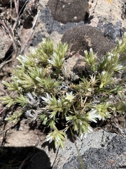 Eremogone franklinii