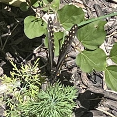 Papilio polyxenes