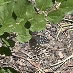 Papilio polyxenes