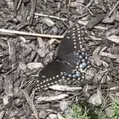 Papilio polyxenes