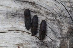 Lacon punctatus