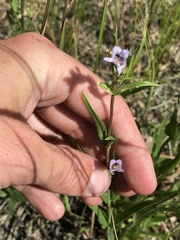 Penstemon gracilis