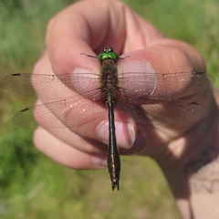 Cordulia aenea aenea